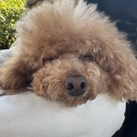 クッチーナ デル カンポ - 食べたら寝るｗ