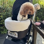 クッチーナ デル カンポ - この日のシェリ