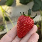 みつヴィレッジ宮内いちごハウス - 