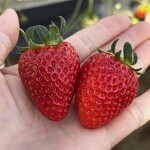 みつヴィレッジ宮内いちごハウス - 