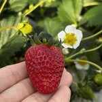みつヴィレッジ宮内いちごハウス - 