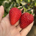 みつヴィレッジ宮内いちごハウス - 