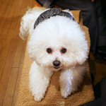 旬采 - ディナー後半・・