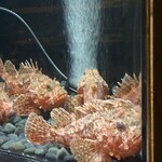 筑紫樓 - ピグモ？