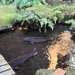 小林 地鶏の里 - 湧水に泳ぐ鯉　近くに鯉料理店もありましたね！