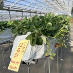 小谷野果樹園 - 