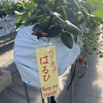 小谷野果樹園 - 