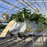 小谷野果樹園 - 