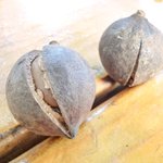 Tropical Farms - <'14/12/29撮影>殻が付いたままのマカダミアナッツ