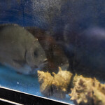 海女の酌 - 新鮮な魚貝あります