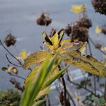 陳建一麻婆豆腐店 - 木場というとこも