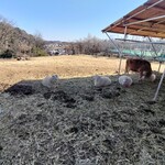 TOKYO FARM VILLAGE FARM BASEL - 