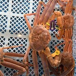 越前がに やまに水産 - 