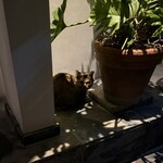 鮨 一二郎 - こんなとこで寒さを凌ぐ地域ネコちゃん。お魚もらってるのかな。