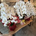 自家製麺 はし本 - 店内のお祝いのお花