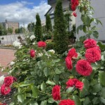 オホーツクビアファクトリー - お庭のバラ