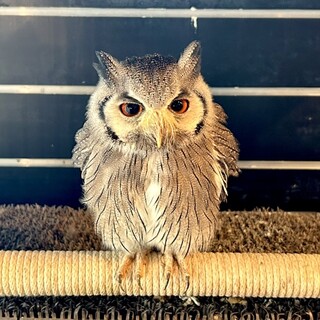 フクロウカフェクルー_1