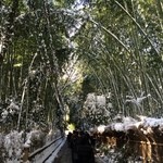 老松 - 竹林の小径は前日の大雪の影響がｗ