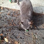 手打らーめん HIRO - 