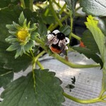 姫路ハートフル観光農園 - 