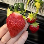 姫路ハートフル観光農園 - 