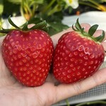 姫路ハートフル観光農園 - 