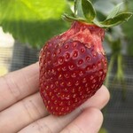 姫路ハートフル観光農園 - 