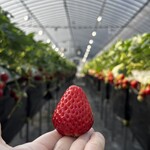 姫路ハートフル観光農園 - 