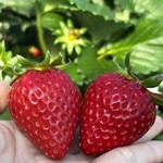 姫路ハートフル観光農園 - 