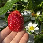 姫路ハートフル観光農園 - 