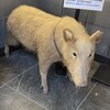 ぼたん鍋専門店 ぼたん亭