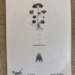 カセント - メッセージ