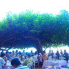 Hau Tree Lanai Restaurant