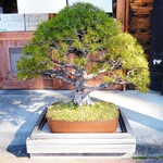 自家製麺 くろ松 - 