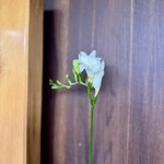 らーめん かねかつ - おかみの一輪✨