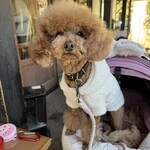 そば処 湧水 - 意外とご機嫌だった