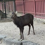 伊都岐珈琲 宮島店 - 近くに鹿いるよ