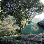 邀月茶坊 - 外のテラス席・景色は茶畑