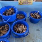 カキシバ!～牡蠣シバこう!～ - 料理写真: