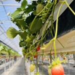 おさぜん農園 - 