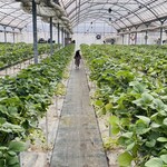 おさぜん農園 - 