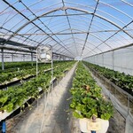 おさぜん農園 - 