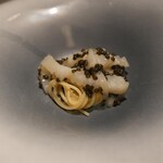 蒼 - 稲取並木屋より神経締めの障泥烏賊(アオリイカ）とオシュトラキャビアのフェデリーニ