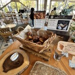 TOOTH TOOTH FISH IN THE FOREST - 