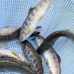 つり堀亭 にしむら - 