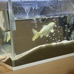 心鮮 - 食べないほうのお魚さん