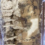 美玉屋 - 黒蜜だんご