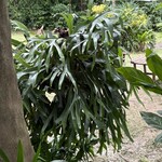 fuu cafe - この植物ビカクシダ コウモリランがここまで青々と美しいのは 初めてです。