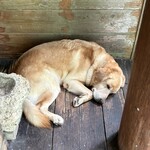 fuu cafe - 看板わんちゃん可愛すぎて