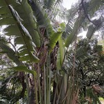 fuu cafe - オーガスタ！10M近くある！